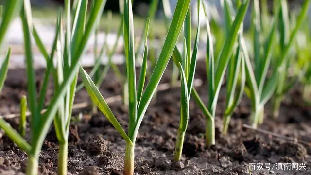 种植大蒜需要什么生长条件？掌握这4种方法，老菜农也会很羡慕你
