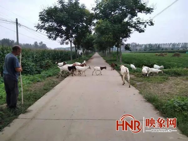 汝南县板店乡：散养生态山羊 助农走上致富路