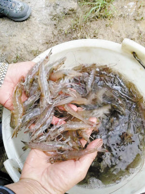 工厂化淡水养殖技术_淡水种类工厂化养殖的进展_淡水养殖场规划设计
