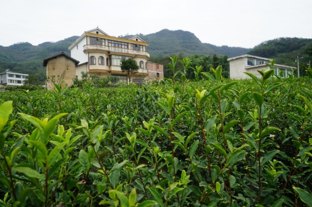 天冬种植致富项目_2021年天冬种植前景_天冬种植投资及利润