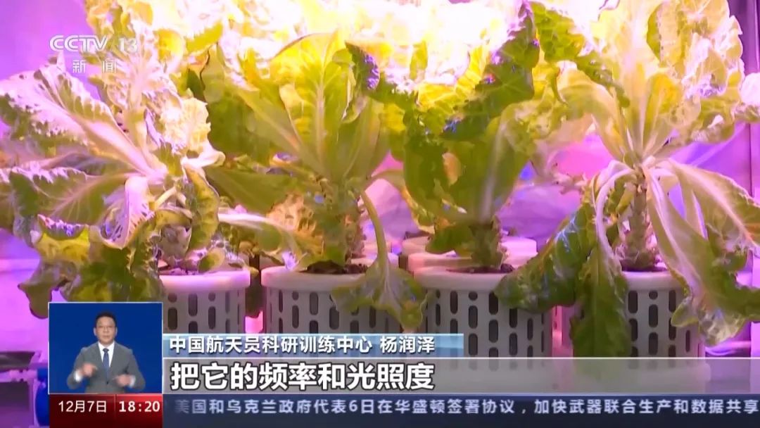 种菜致富案例_种植蔬菜能发家致富吗吗_农村种植蔬菜致富方案