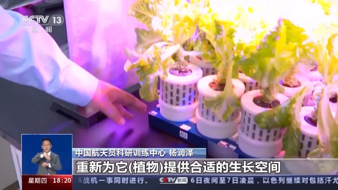 种植蔬菜能发家致富吗吗_种菜致富案例_农村种植蔬菜致富方案