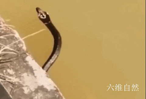 眼镜母蛇养殖技术_眼镜母蛇养殖技术_眼镜母蛇养殖技术