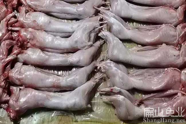 仙游商品兔批发