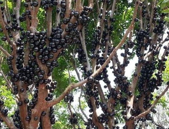 致富果子种植方法_种植致富的果子_致富经果树种植视频