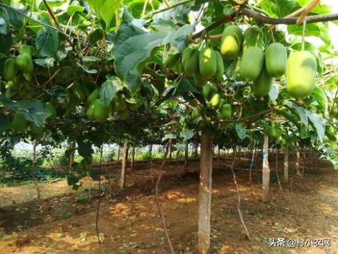 致富经果树种植视频_种植致富的果子_致富果子种植方法