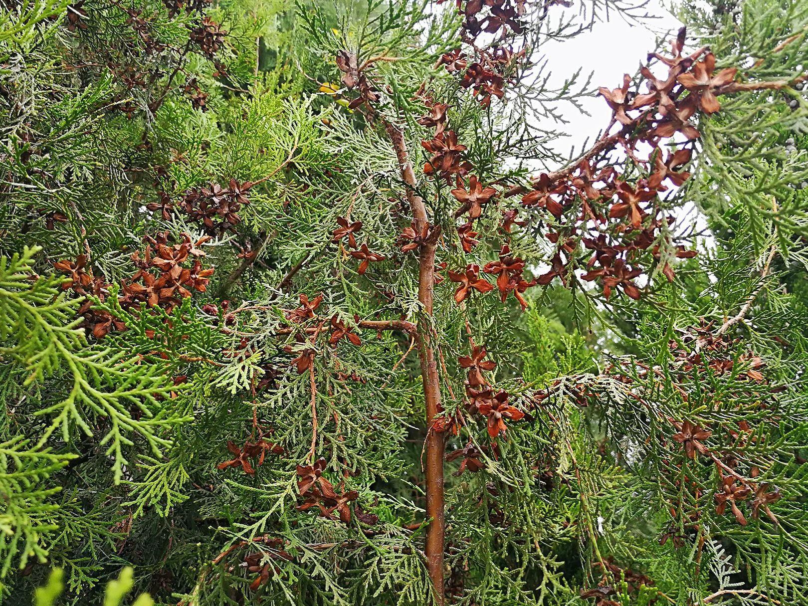 致富经果树种植视频_致富果子种植技术视频_种植致富的果子