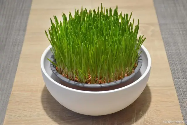 种植蔬菜能发家致富吗吗_致富经种蔬菜种出千万财富_致富经蔬菜种植