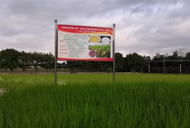 “水稻里，养禾虫！”新种养模式在广州番禺试养成功