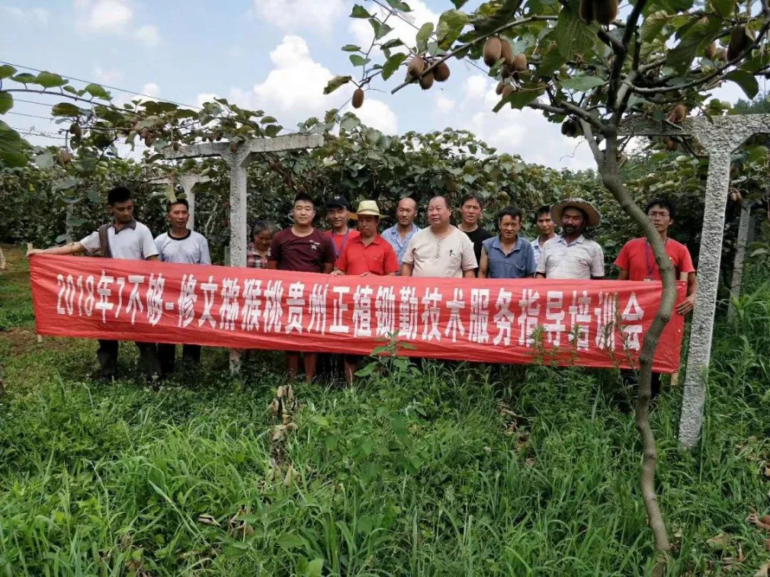 农业种植水果致富项目_致富水果种植农业项目有哪些_致富经种植三种水果亩收入过亿