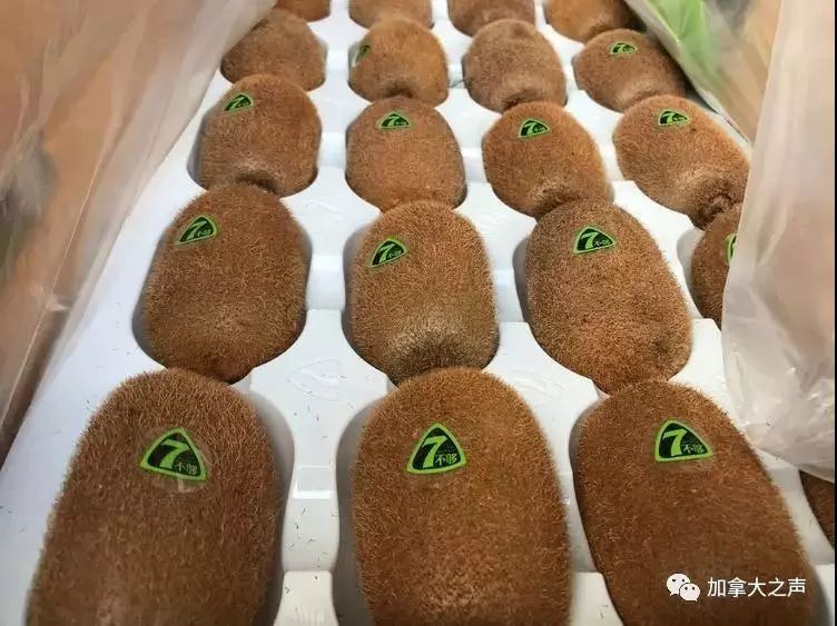 致富水果种植农业项目有哪些_农业种植水果致富项目_致富经种植三种水果亩收入过亿