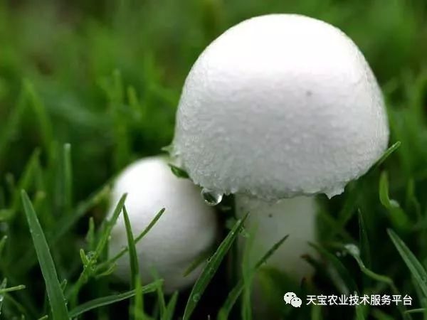 大棚种植新项目_大棚致富项目_大棚致富种植技术