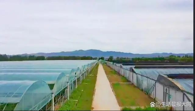 农业种植水果致富项目_农村特色水果种植创业项目_致富经种植三种水果亩收入过亿