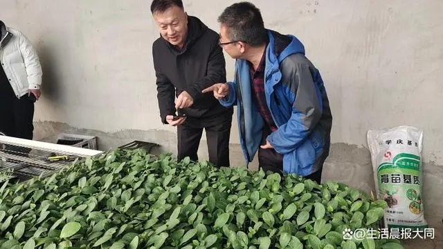农业种植水果致富项目_农村特色水果种植创业项目_致富经种植三种水果亩收入过亿