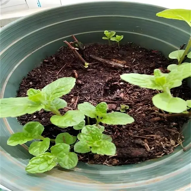 种植薄荷致富_种植薄荷视频_薄荷种植利润怎样