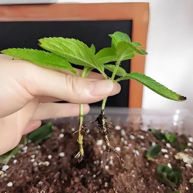 种植薄荷视频_薄荷种植利润怎样_种植薄荷致富