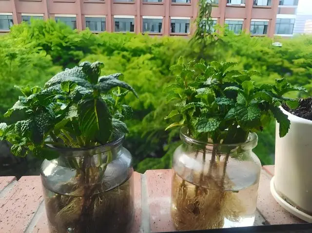 种植薄荷致富_薄荷种植利润怎样_种植薄荷视频