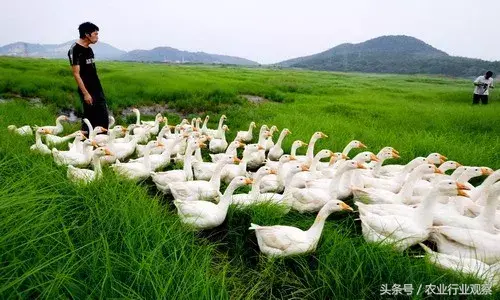 专业肉牛养殖_特种畜禽养殖_特种肉牛养殖技术