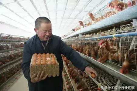 特种畜禽养殖_特种肉牛养殖技术_专业肉牛养殖