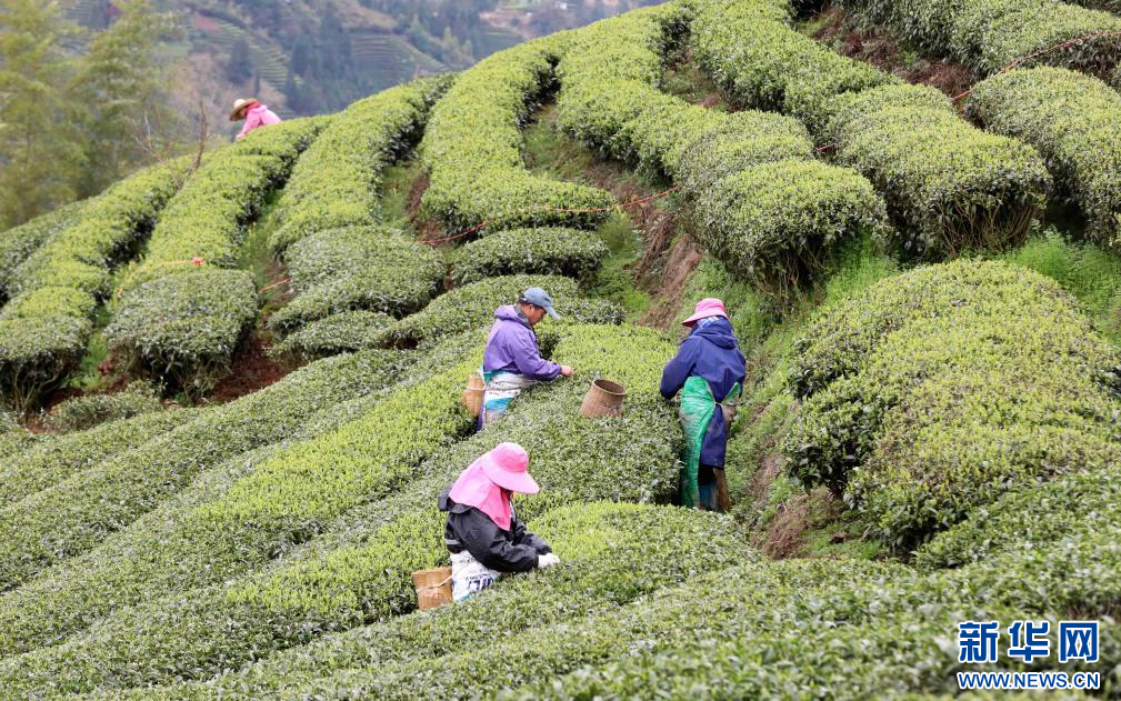 让一片叶子成为群众增收致富的“绿色银行”——广西三江以茶旅融合推进乡村振兴见闻