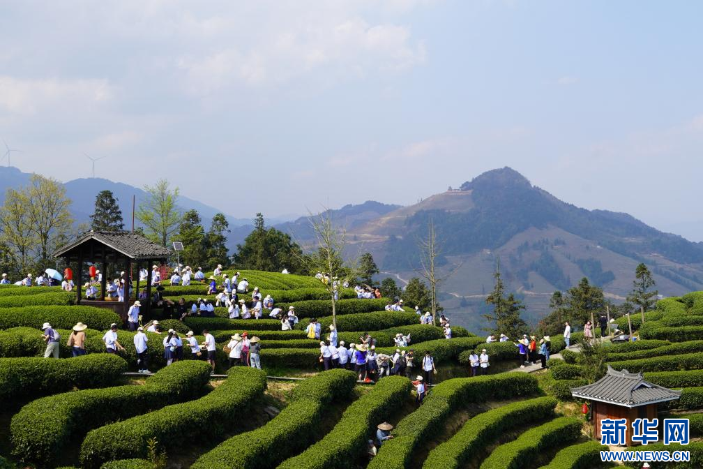 甜茶叶种植致富_茶叶致富经_茶叶种植赚钱吗