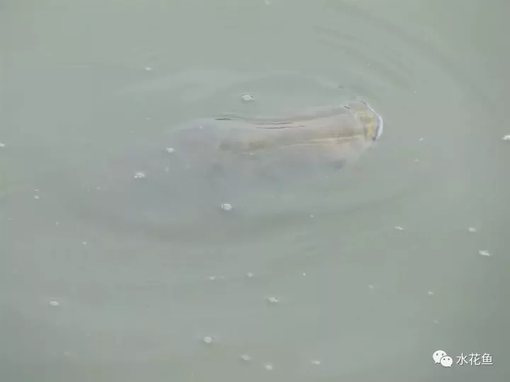鲩鱼的养殖方法_鲗鱼的养殖方法_养殖鲩鱼的技术方法