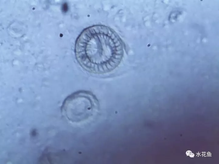 鲗鱼的养殖方法_养殖鲩鱼的技术方法_鲩鱼的养殖方法