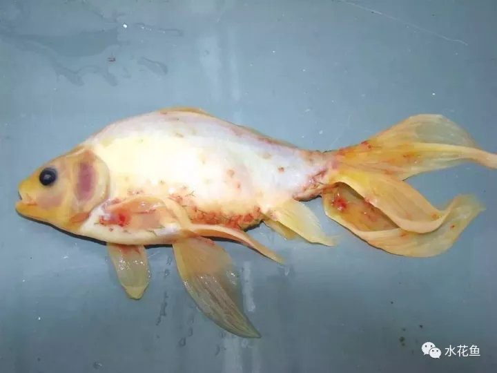 养殖鲩鱼的技术方法_鲗鱼的养殖方法_鲩鱼的养殖方法
