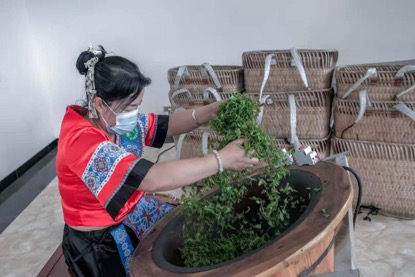 茶叶种植效益_甜茶叶种植致富_茶叶致富经