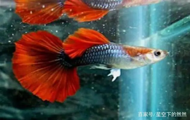 济南蓝孔雀养殖技术_蓝孔雀养殖场地_山东孔雀养殖