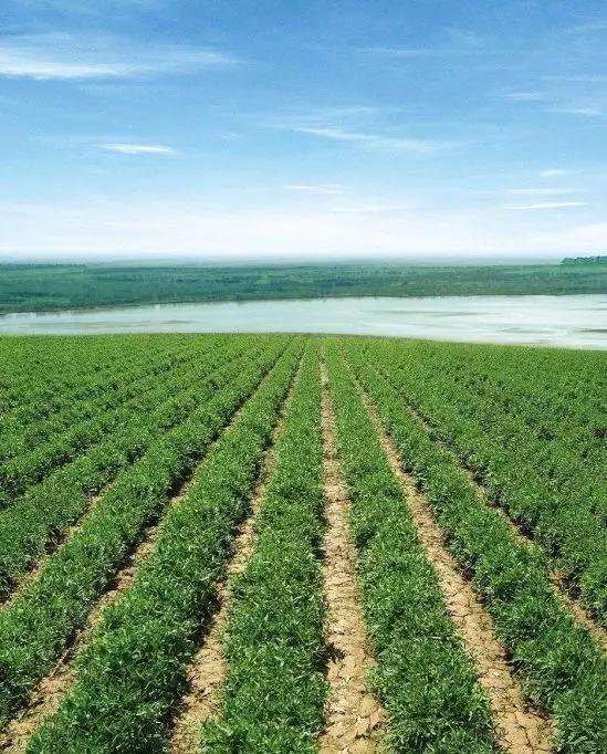 甜茶叶种植致富_茶叶致富经_茶叶种植前景