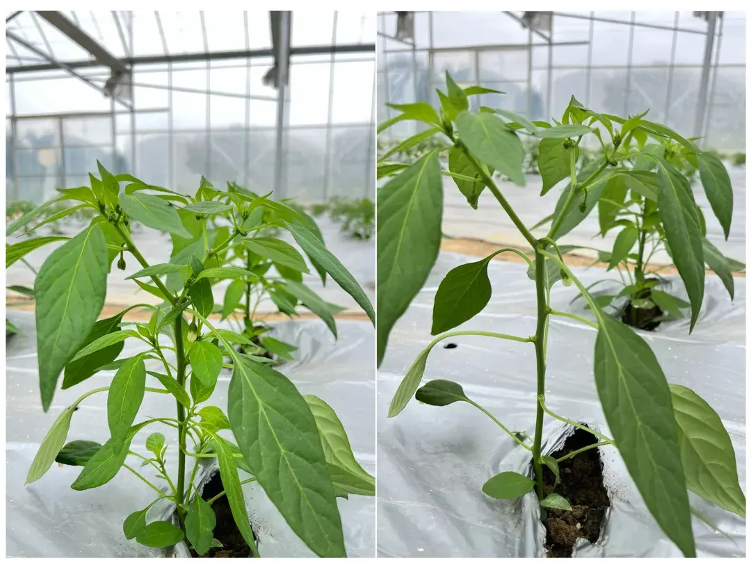 春季大棚辣椒种植技术_春季辣椒大棚种植技术要点_春季大棚辣椒育苗方法和时间