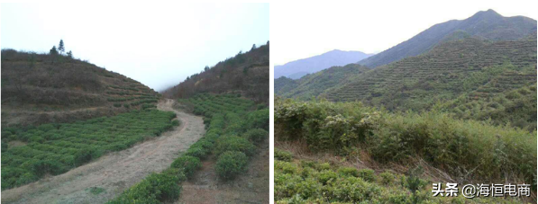 眉毛种植效果怎样_农村致富种植眉毛_眉毛种植效果到底好不好
