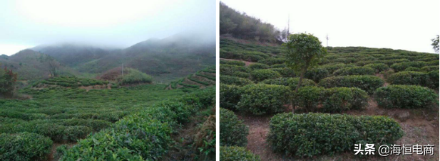 农村致富种植眉毛_眉毛种植效果到底好不好_眉毛种植效果怎样