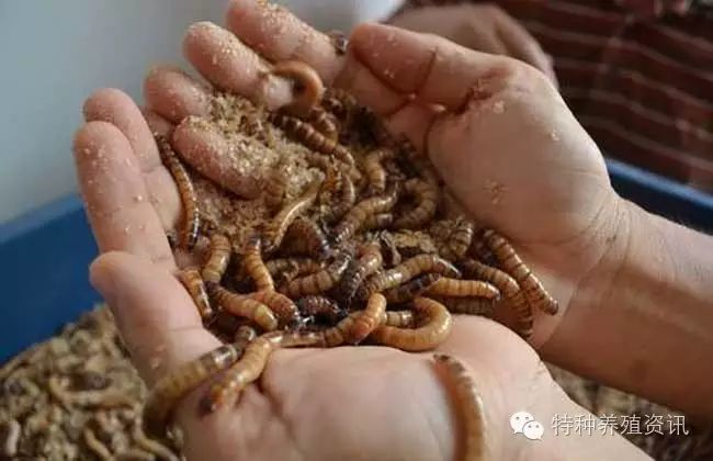 人工黄粉虫养殖技术_人工黄粉虫养殖技术_人工黄粉虫养殖技术