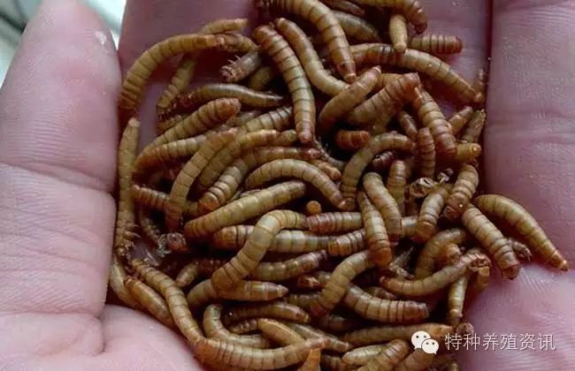 人工黄粉虫养殖技术_人工黄粉虫养殖技术_人工黄粉虫养殖技术