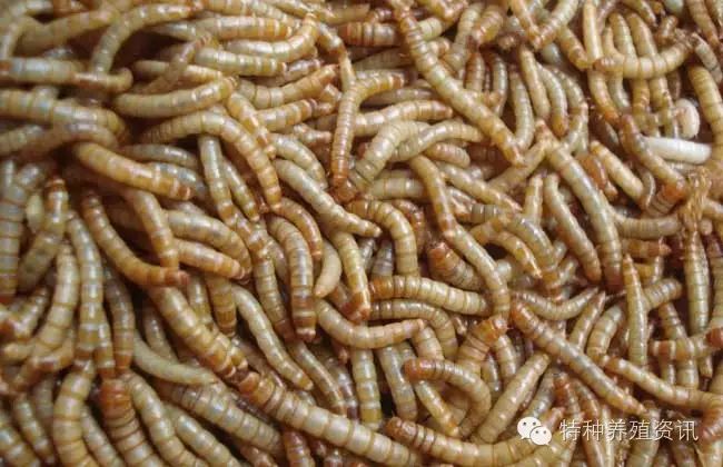 人工黄粉虫养殖技术_人工黄粉虫养殖技术_人工黄粉虫养殖技术
