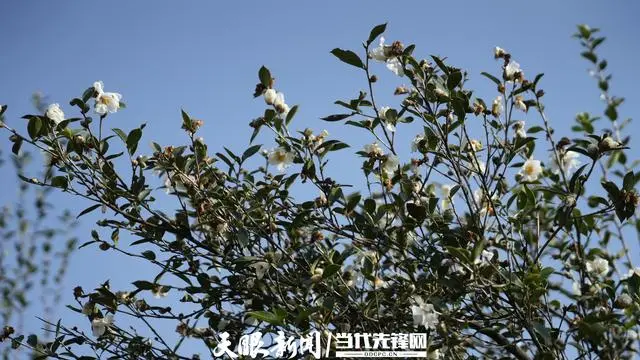 致富经桉树种植致富_致富种植桉树视频_致富种植桉树文案
