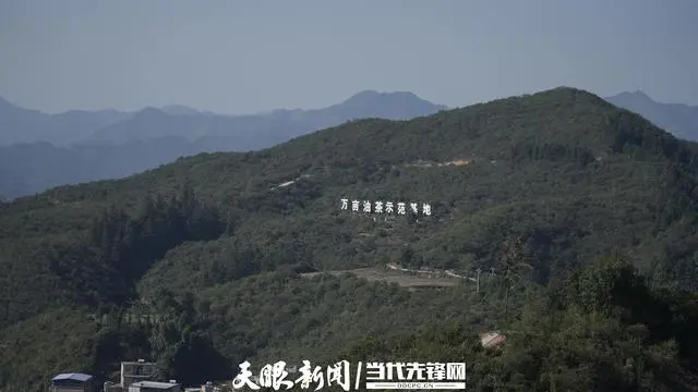 致富种植桉树文案_致富经桉树种植致富_致富种植桉树视频