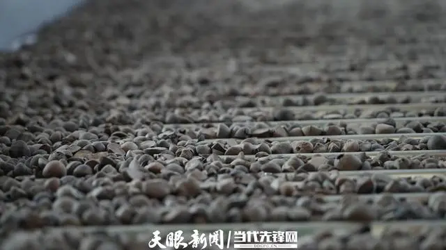 致富种植桉树视频_致富经桉树种植致富_致富种植桉树文案