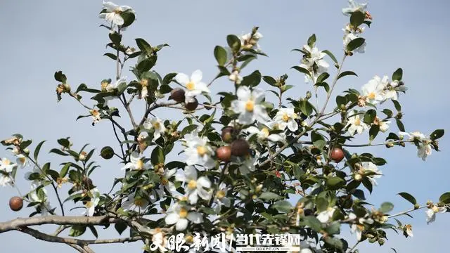 致富种植桉树文案_致富经桉树种植致富_致富种植桉树视频