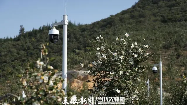 致富种植桉树文案_致富种植桉树视频_致富经桉树种植致富