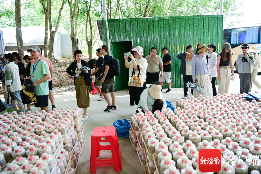 媒体海南行 | 橡胶林下种蘑菇 每年提供3万人次就业岗位