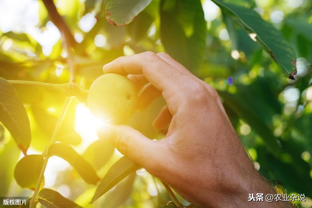 核桃树剪枝技术视频_核桃剪枝技术视频_致富经核桃剪枝