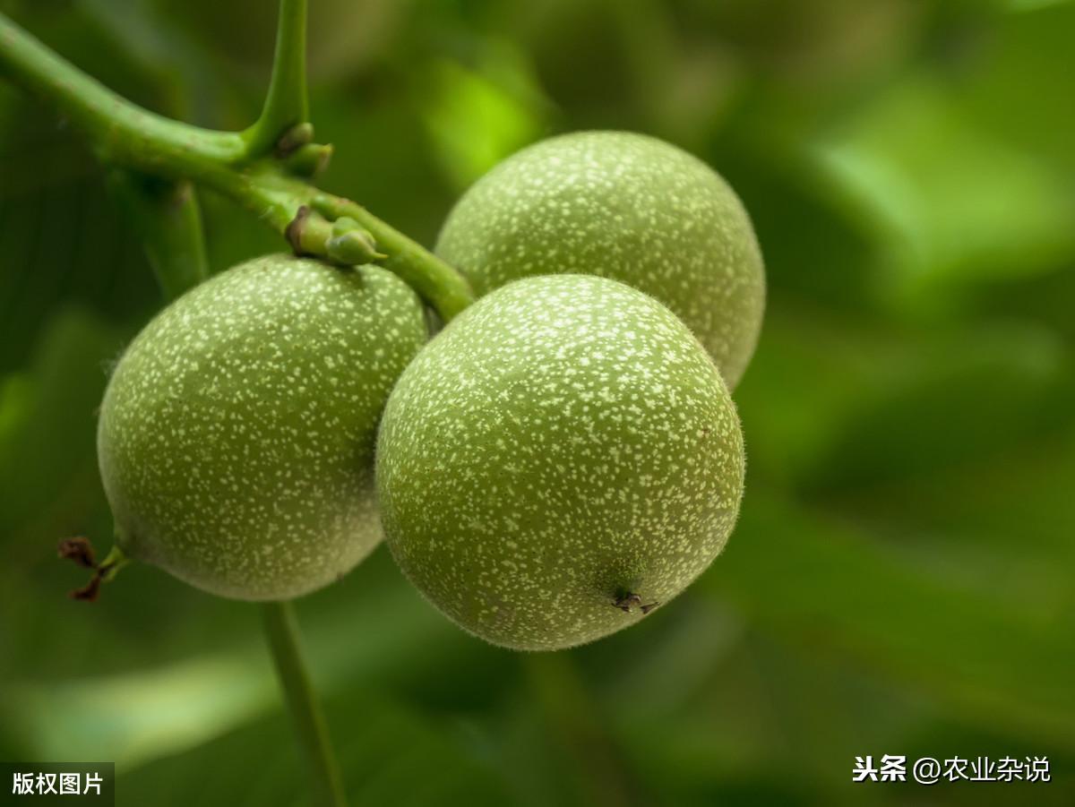 核桃树剪枝技术视频_核桃剪枝技术视频_致富经核桃剪枝