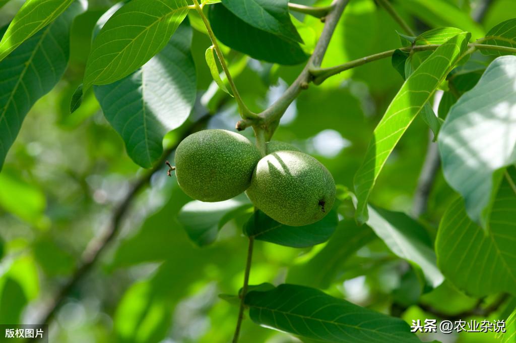 致富经核桃剪枝_核桃剪枝技术视频_核桃树剪枝技术视频