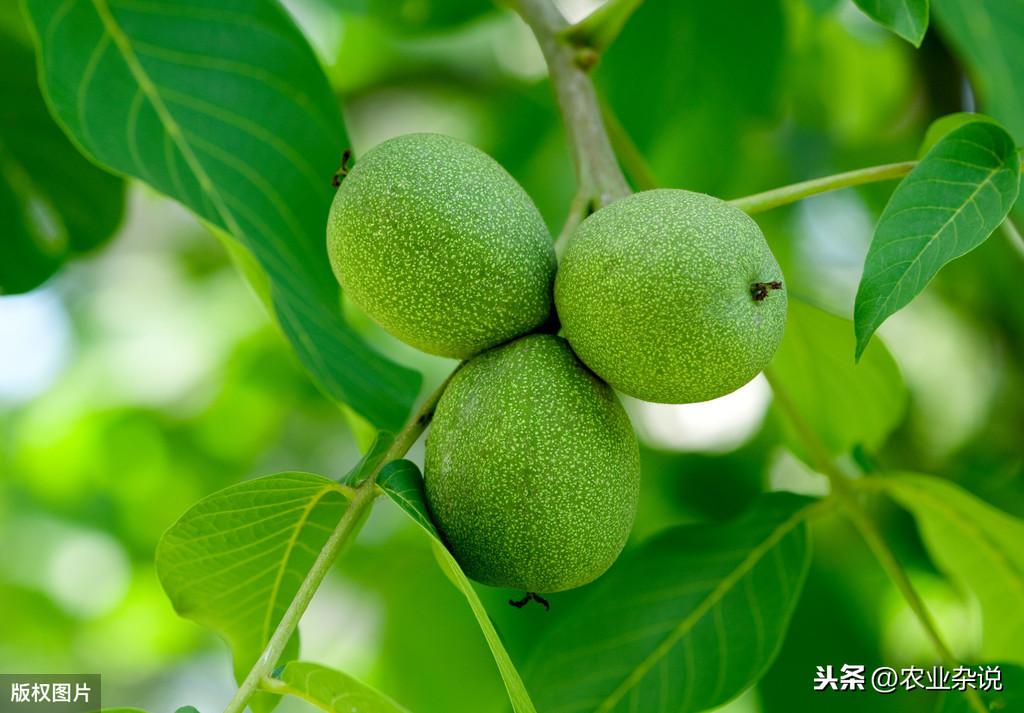 致富经核桃剪枝_核桃剪枝技术视频_核桃树剪枝技术视频