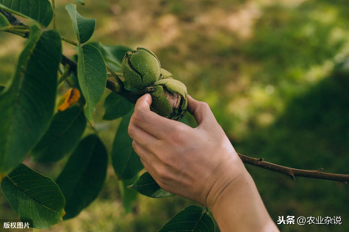 核桃剪枝技术视频_致富经核桃剪枝_核桃树剪枝技术视频