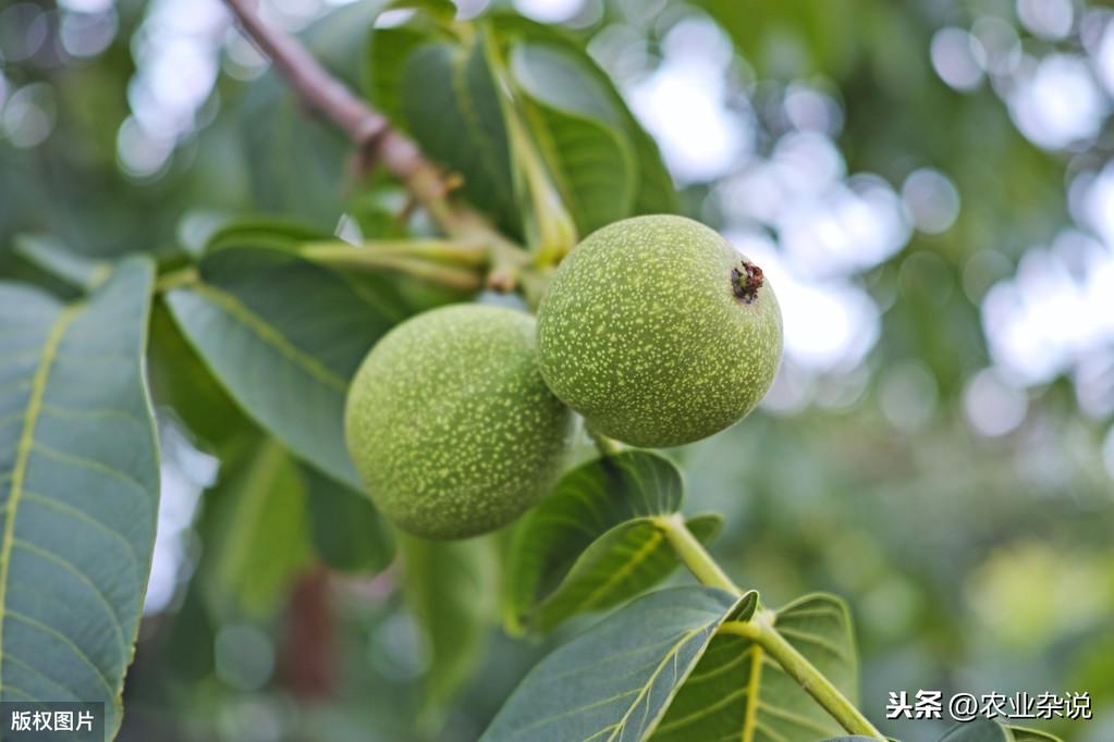 核桃剪枝技术视频_致富经核桃剪枝_核桃树剪枝技术视频