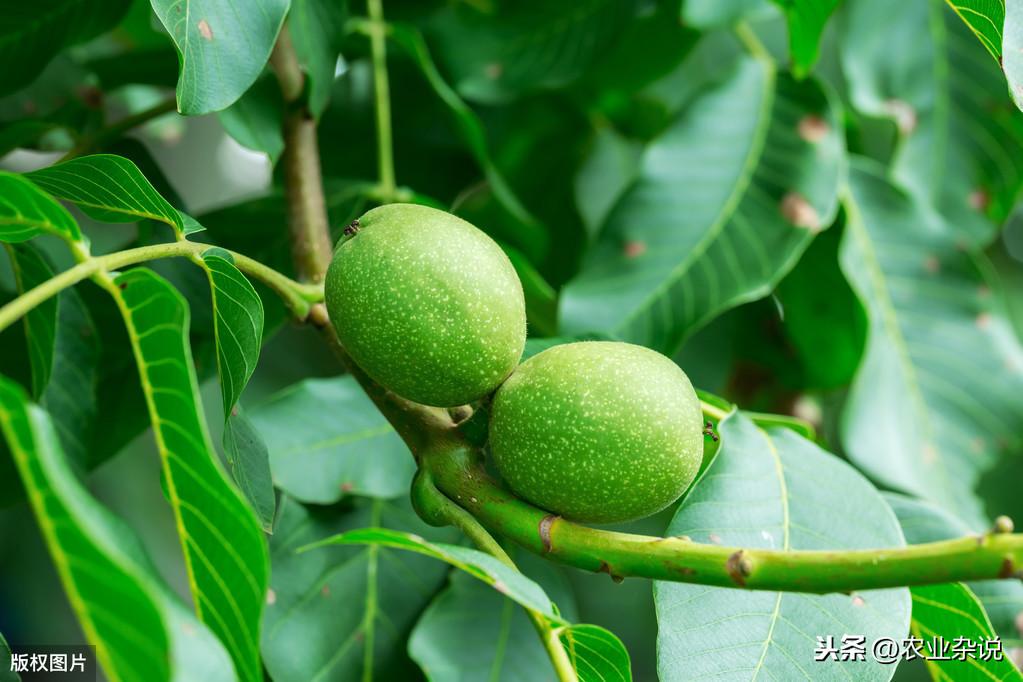 致富经核桃剪枝_核桃树剪枝技术视频_核桃剪枝技术视频